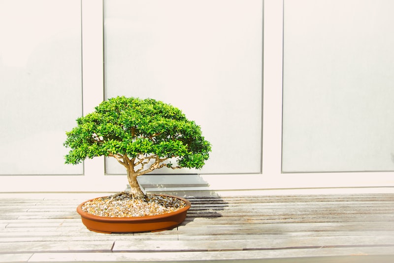 Bonsai Ağaçları ve Minyatür Bahçecilik